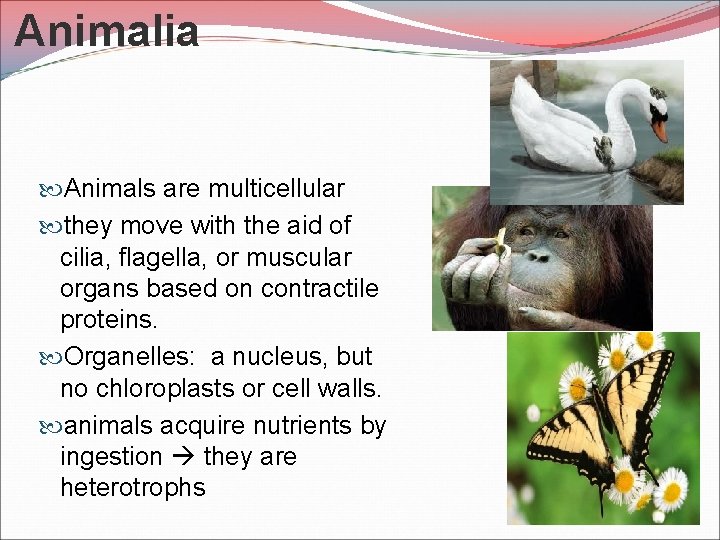 Animalia Animals are multicellular they move with the aid of cilia, flagella, or muscular