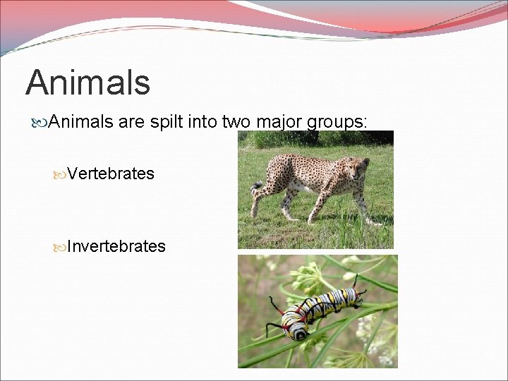 Animals are spilt into two major groups: Vertebrates Invertebrates 