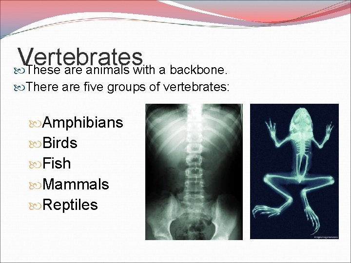 Vertebrates These are animals with a backbone. There are five groups of vertebrates: Amphibians