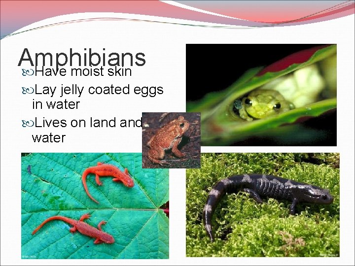 Amphibians Have moist skin Lay jelly coated eggs in water Lives on land water