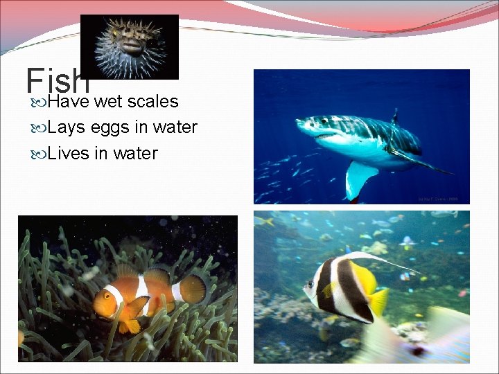 Fish Have wet scales Lays eggs in water Lives in water 