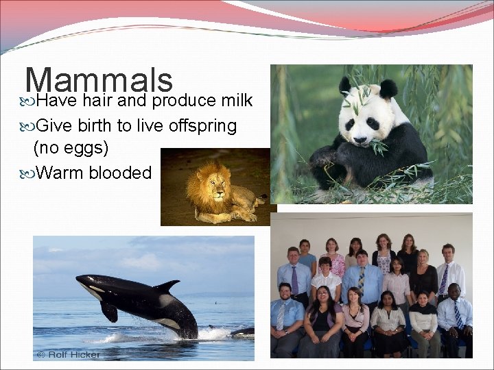 Mammals Have hair and produce milk Give birth to live offspring (no eggs) Warm