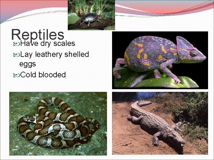 Reptiles Have dry scales Lay leathery shelled eggs Cold blooded 