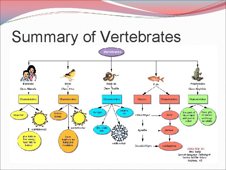 Summary of Vertebrates 