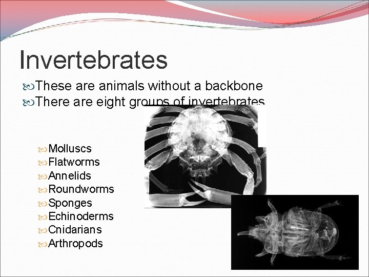 Invertebrates These are animals without a backbone There are eight groups of invertebrates Molluscs