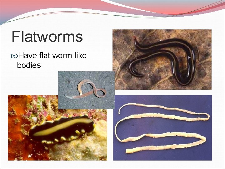 Flatworms Have flat worm like bodies 
