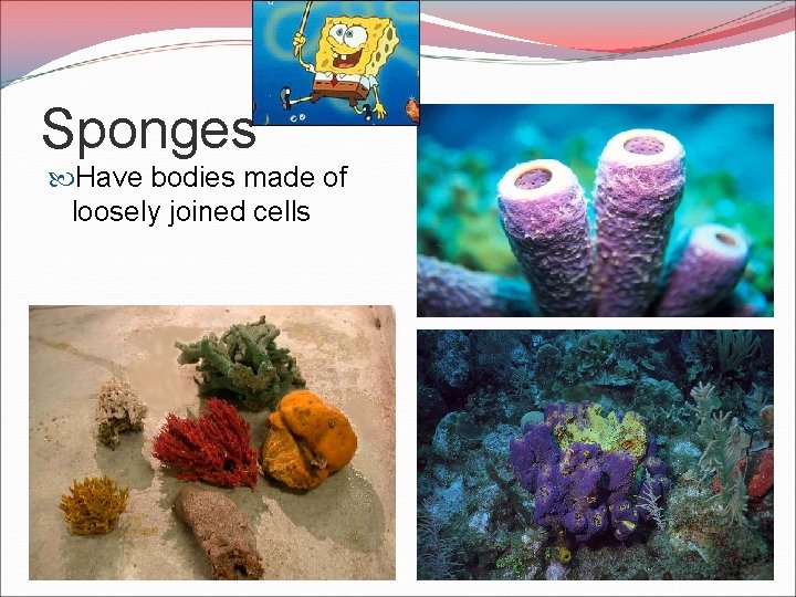 Sponges Have bodies made of loosely joined cells 