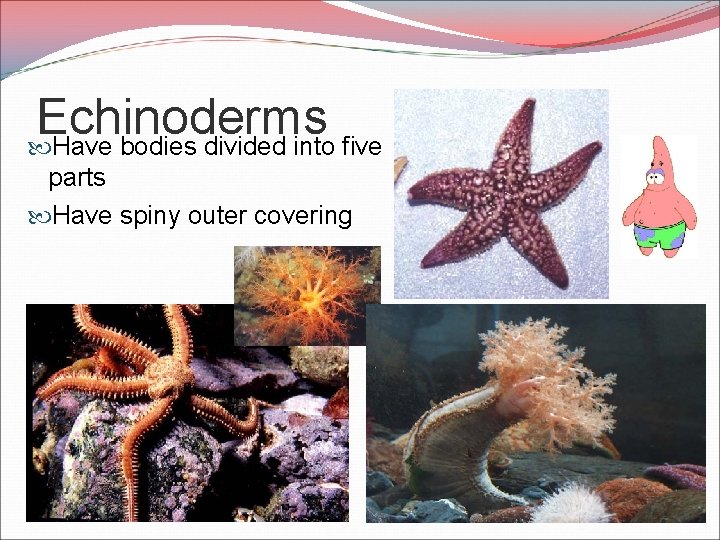 Echinoderms Have bodies divided into five parts Have spiny outer covering 