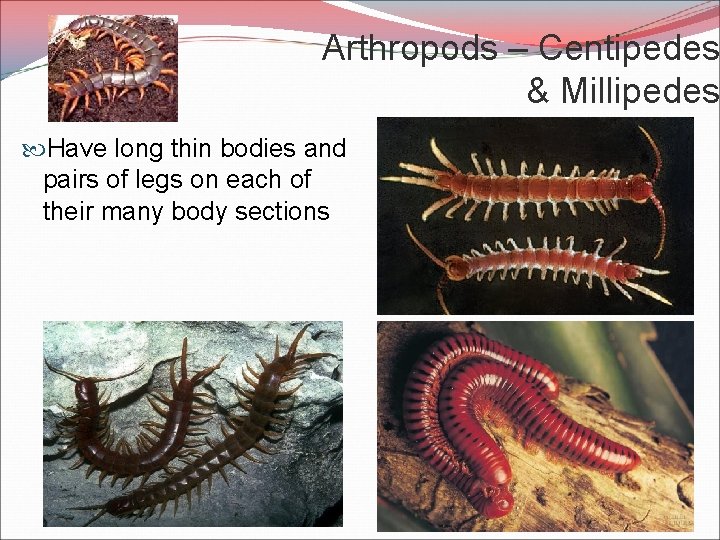 Arthropods – Centipedes & Millipedes Have long thin bodies and pairs of legs on