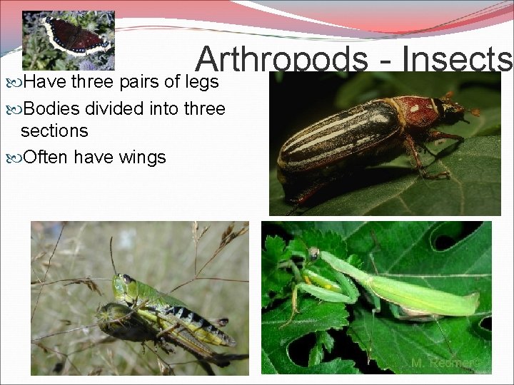 Arthropods Insects Have three pairs of legs Bodies divided into three sections Often have