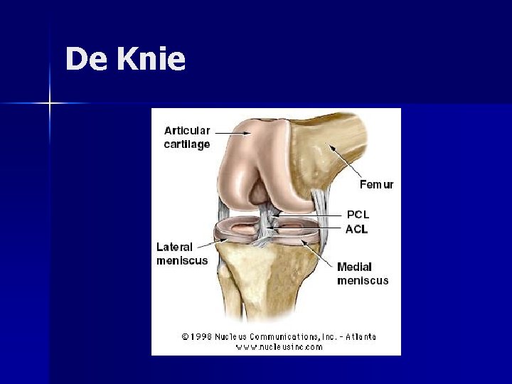 De Knie 