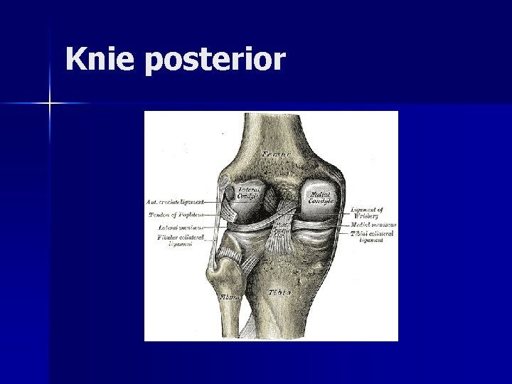 Knie posterior 