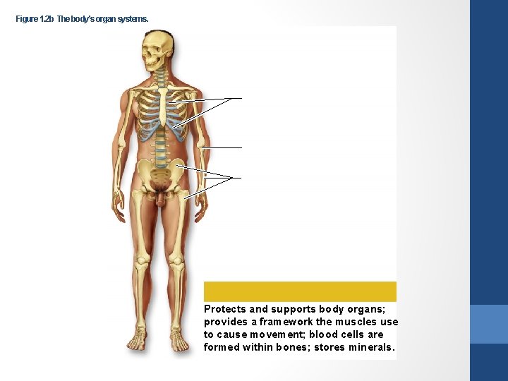 Figure 1. 2 b The body’s organ systems. Protects and supports body organs; provides Figure 1. 2 b The body’s organ systems. Protects and supports body organs; provides
