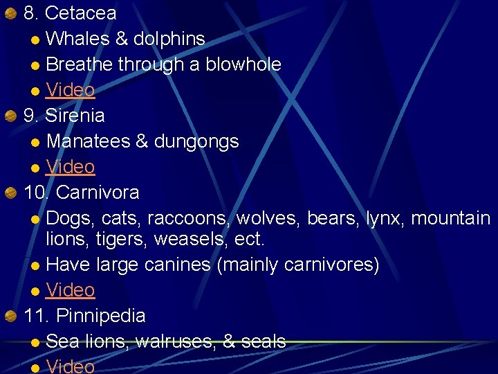 8. Cetacea l Whales & dolphins l Breathe through a blowhole l Video 9.