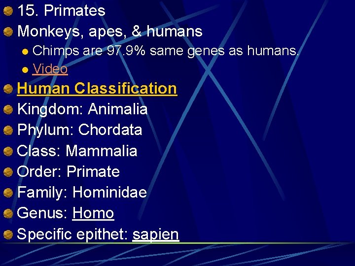 15. Primates Monkeys, apes, & humans Chimps are 97. 9% same genes as humans.