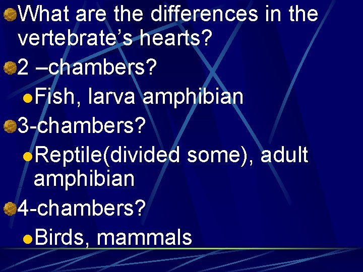 What are the differences in the vertebrate’s hearts? 2 –chambers? l. Fish, larva amphibian