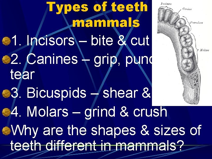 Types of teeth in mammals 1. Incisors – bite & cut 2. Canines –