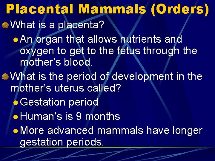 Placental Mammals (Orders) What is a placenta? l An organ that allows nutrients and