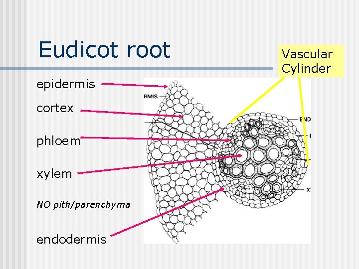 Eudicot root epidermis cortex phloem xylem NO pith/parenchyma endodermis Vascular Cylinder 