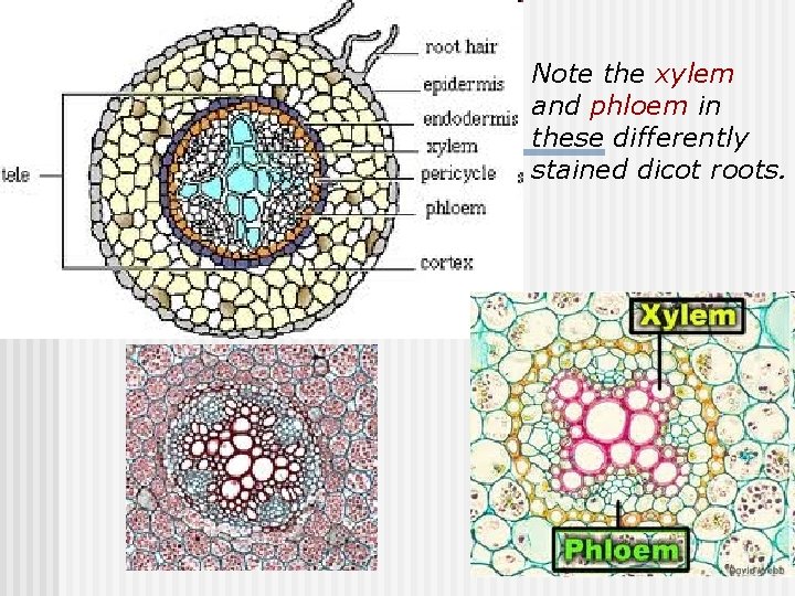 Note the xylem and phloem in these differently stained dicot roots. 