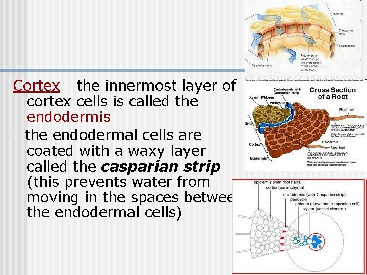 Cortex - the innermost layer of cortex cells is called the endodermis - the