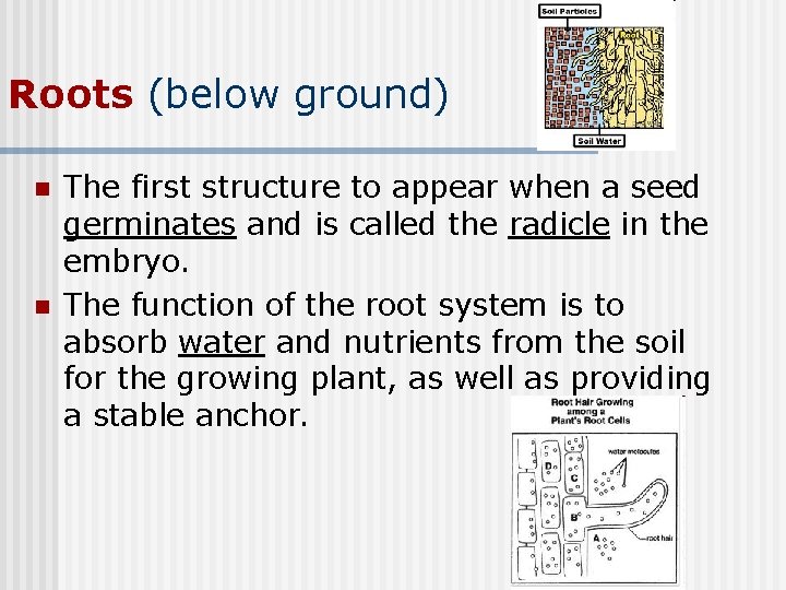 Roots (below ground) n n The first structure to appear when a seed germinates