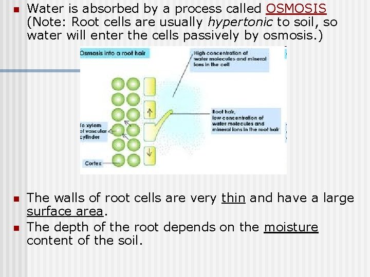n Water is absorbed by a process called OSMOSIS (Note: Root cells are usually