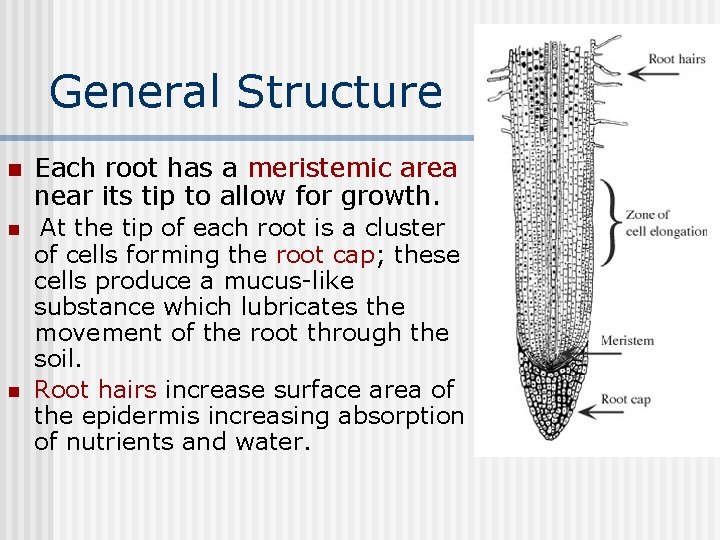 General Structure n Each root has a meristemic area near its tip to allow