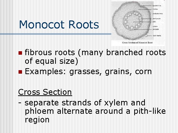 Monocot Roots fibrous roots (many branched roots of equal size) n Examples: grasses, grains,