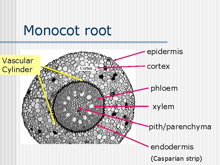 Monocot root epidermis Vascular Cylinder cortex phloem xylem pith/parenchyma endodermis (Casparian strip) 