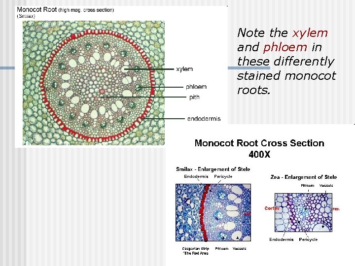 Note the xylem and phloem in these differently stained monocot roots. 