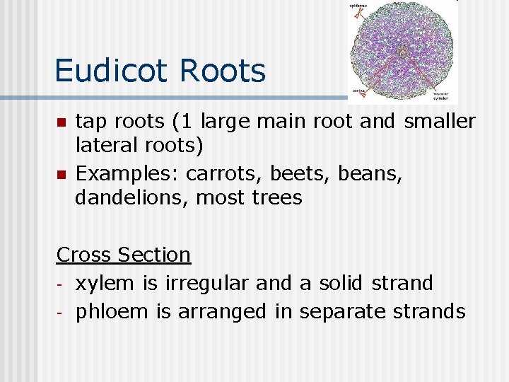 Eudicot Roots n n tap roots (1 large main root and smaller lateral roots)