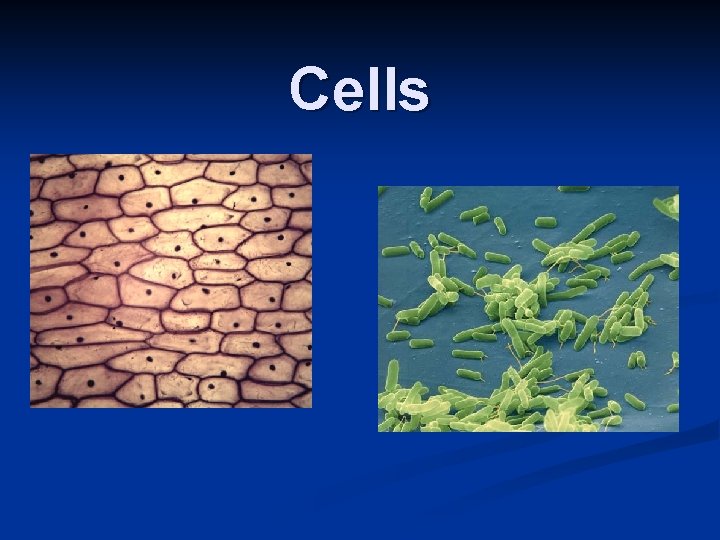 Cells 