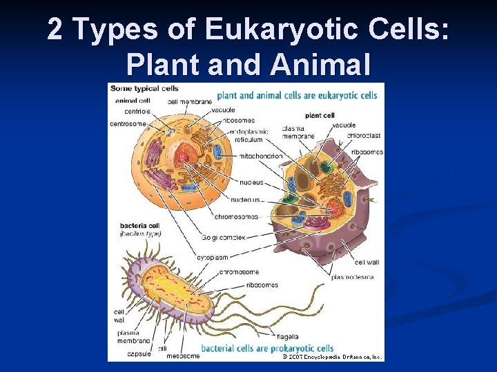 2 Types of Eukaryotic Cells: Plant and Animal 