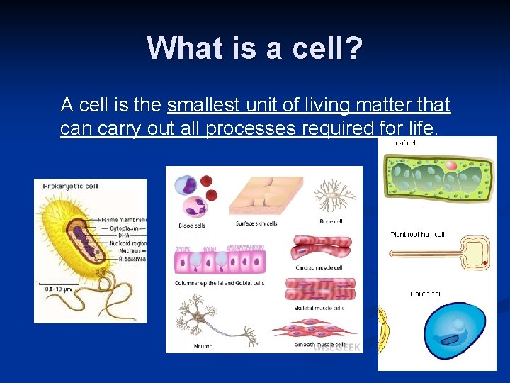What is a cell? A cell is the smallest unit of living matter that