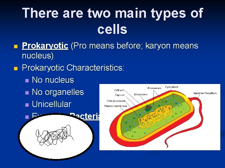There are two main types of cells n n Prokaryotic (Pro means before; karyon