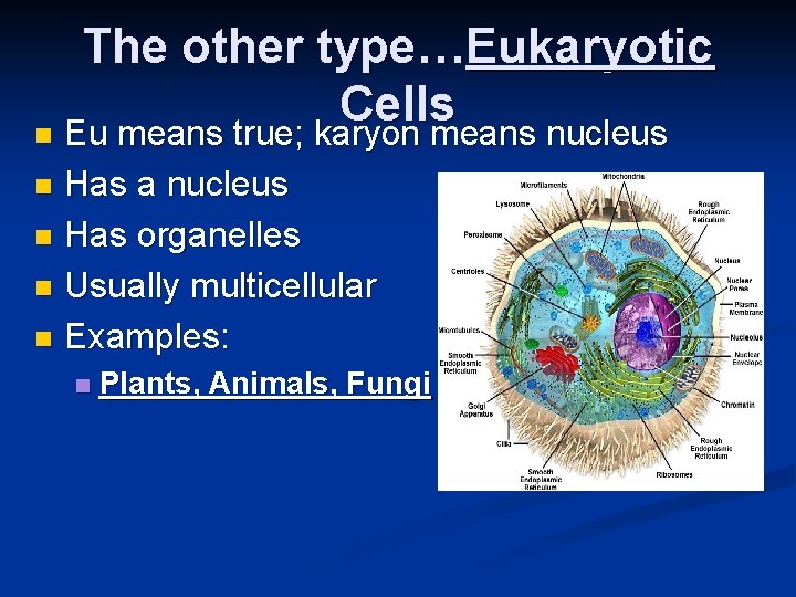 The other type…Eukaryotic Cells n Eu means true; karyon means nucleus Has a nucleus