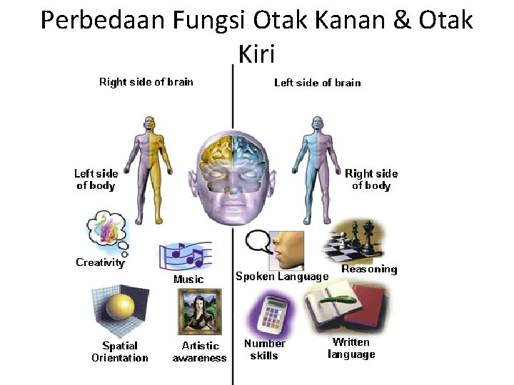 Perbedaan Fungsi Otak Kanan & Otak Kiri 