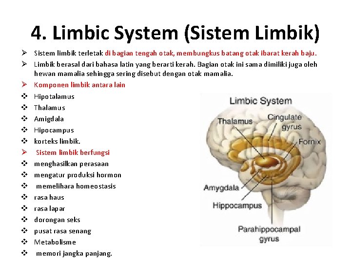 4. Limbic System (Sistem Limbik) Ø Sistem limbik terletak di bagian tengah otak, membungkus