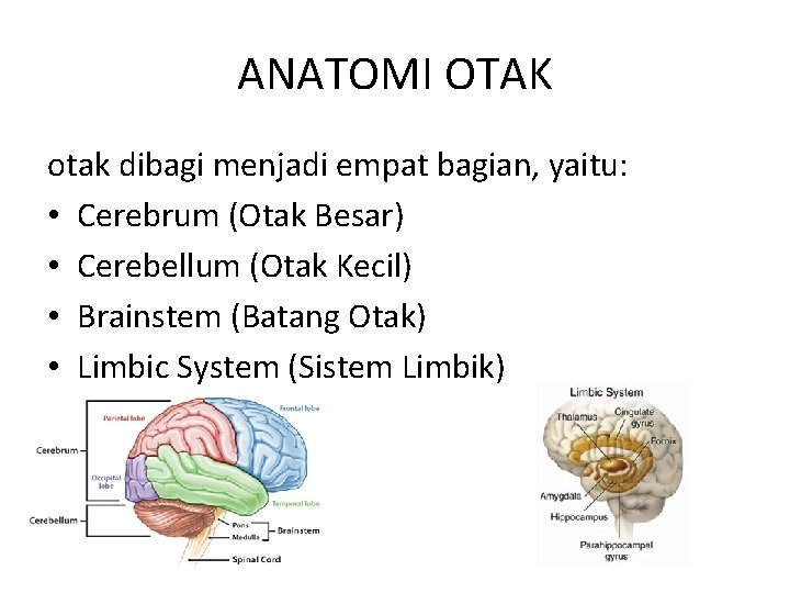 ANATOMI OTAK otak dibagi menjadi empat bagian, yaitu: • Cerebrum (Otak Besar) • Cerebellum