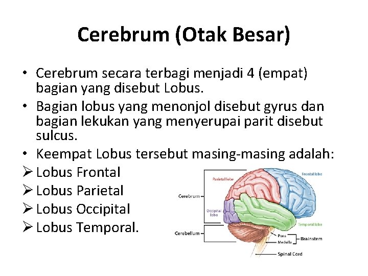 Cerebrum (Otak Besar) • Cerebrum secara terbagi menjadi 4 (empat) bagian yang disebut Lobus.