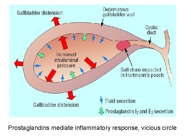 Prostaglandins mediate inflammatory response, vicious circle 