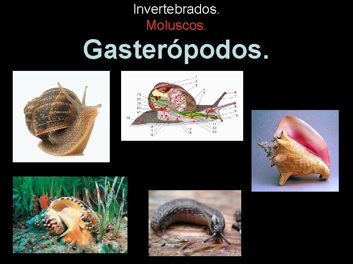 Invertebrados. Moluscos. Gasterópodos. 