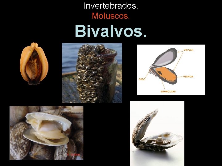 Invertebrados. Moluscos. Bivalvos. 