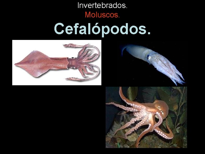 Invertebrados. Moluscos. Cefalópodos. 