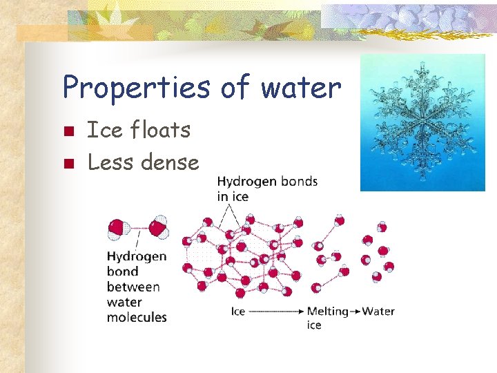 Properties of water n n Ice floats Less dense 