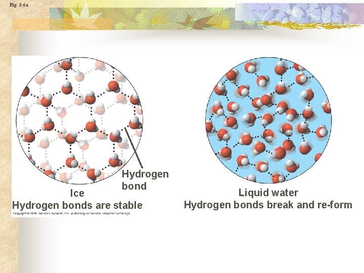 Fig. 3 -6 a Hydrogen bond Ice Hydrogen bonds are stable Liquid water Hydrogen