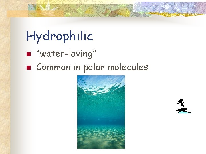 Hydrophilic n n “water-loving” Common in polar molecules 