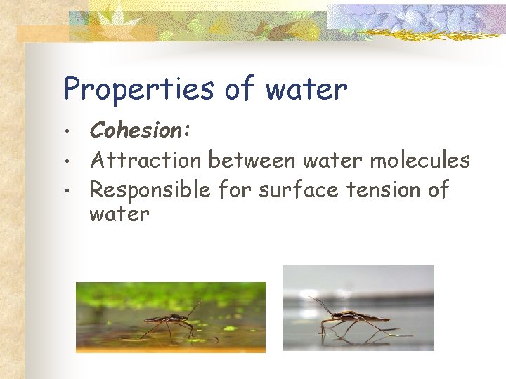 Properties of water • • • Cohesion: Attraction between water molecules Responsible for surface