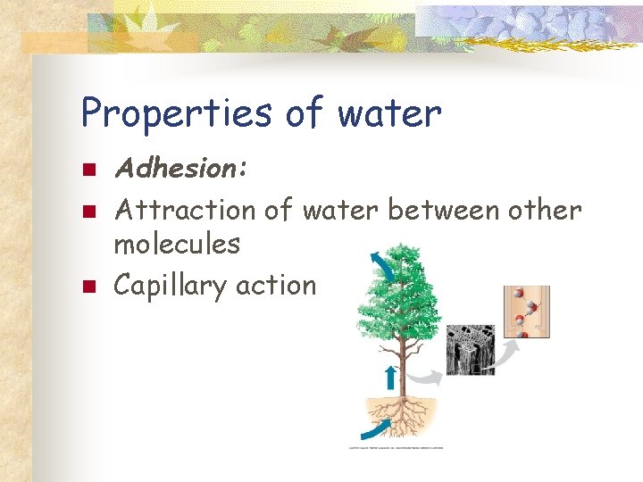 Properties of water n n n Adhesion: Attraction of water between other molecules Capillary